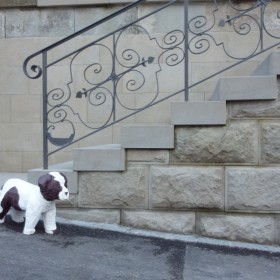 Anderé Becchio 2014 all works: Lagotto Romagnolo